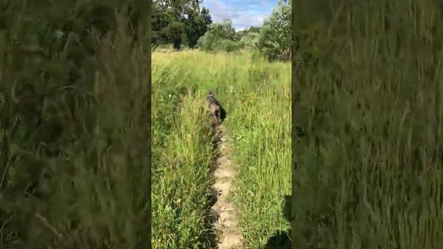 Что это?? Надо прятаться, Лена , что т смотреть онлайн