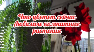 Любимые комнатные цветы / Что зацвело на подоконнике