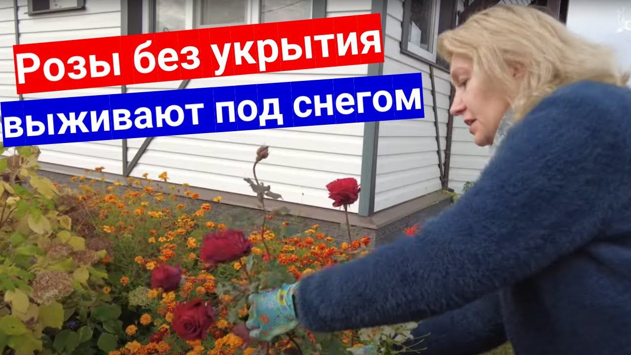 Никогда не укрываю розы на зиму. Кто решится повторить мой эксперимент?!