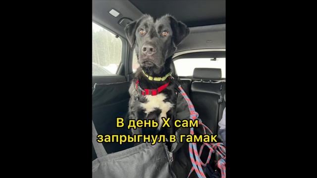 КАК ПЁС ИЗ ПРИЮТА ЕЗДИЛ НА ВЫСТАВКУ ЛЮДЕЙ, У КОТОРЫХ НЕТ СОБАК