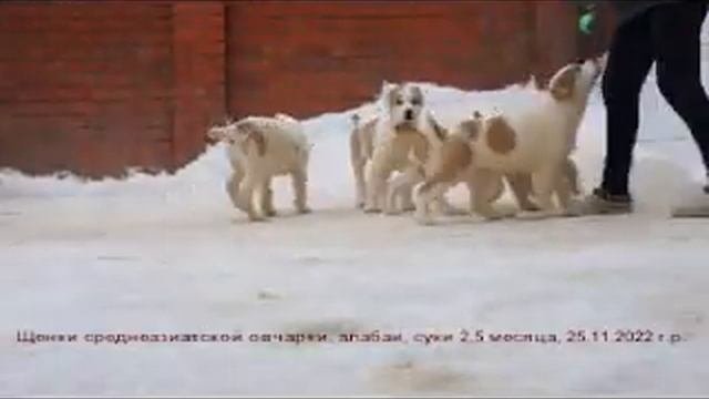Щенки Среднеазиатская овчарка, суки 2,5 месяца. www.r-risk.ru +79262205603 Татьяна Ягодкина