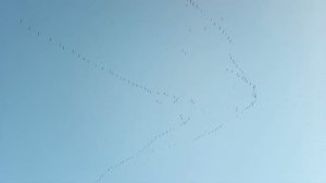 Косяк гусей в небе Германии .