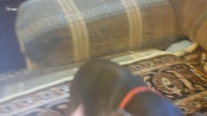 Собаку ругают.  Русский той. Шок видео