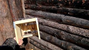 Ящичная ловушка (Кулемка) с обновленным механизмом срабатывания