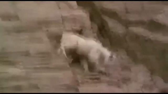 Горные козлы