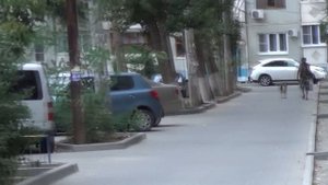 Бездомные собаки заполонили Астрахань