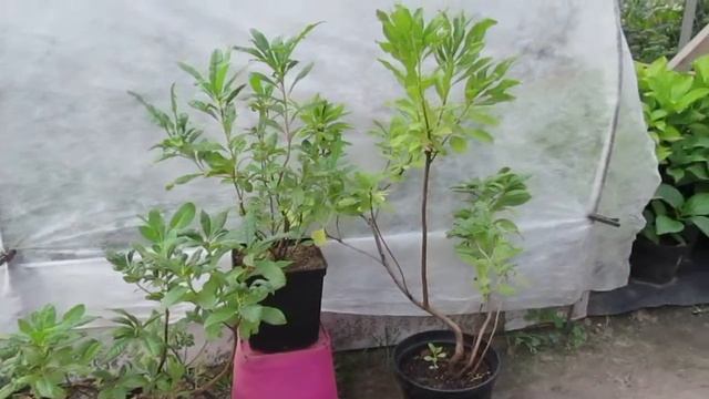 Саженцы рододендрона японского сентябрь 2015г смотреть онлайн