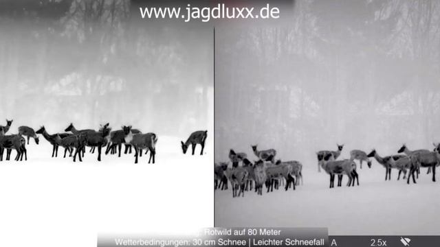 Jagdluxx vergleicht: Liemke Keiler 50 Pro vs Pulsar Helion XP 50 смотреть онлайн