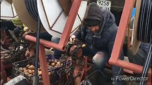 Подготовка и посадка картофеля с капельным орошением.
