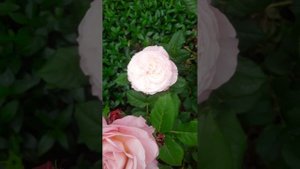 Роза констанс.