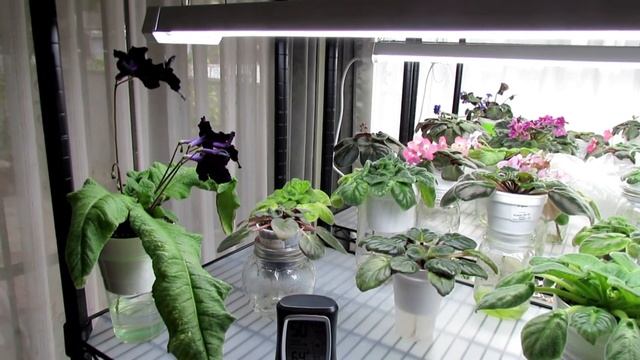 DS-Black Magic - Streptocarpus Review смотреть онлайн