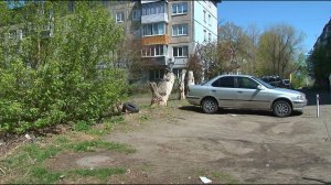 Соблюдать правила благоустройства во дворах многоквартирных домов требует бийский эколог