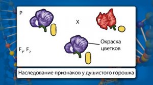 Хромосомная теория наследственности. Видеоурок по биологии 10 класс