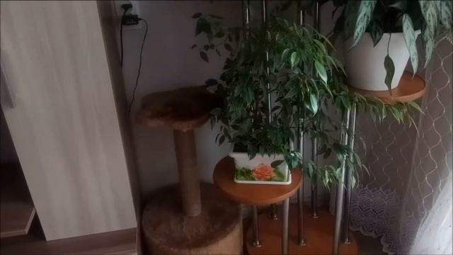 Мои комнатные цветы. смотреть онлайн