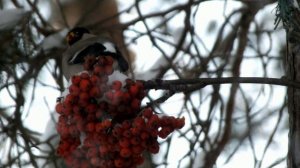 Снегирь на ветке рябины