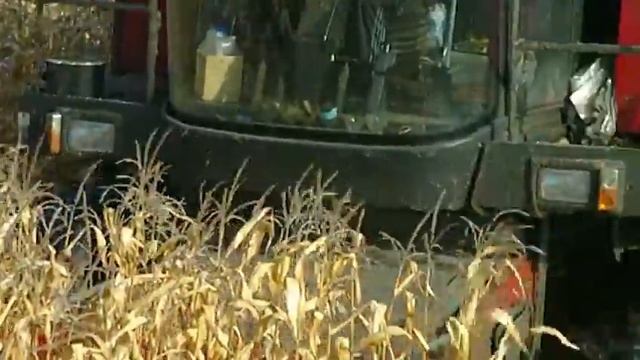 Кукуруза на зерно смотреть онлайн