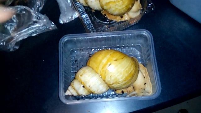 Новые улитки! Ахатины, хеликсы смотреть онлайн