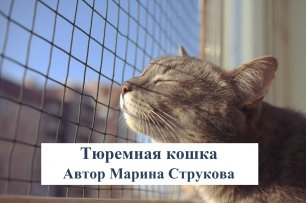 Тюремная кошка. Автор Марина Струкова. Читает Владислав Горбылев