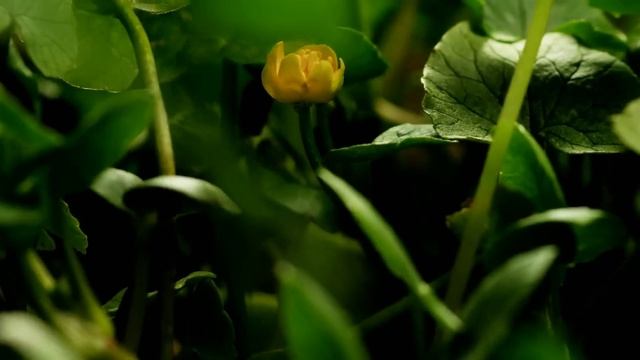 Amazing Nature Full HD 1080p :Time Lapse смотреть онлайн