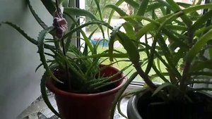 Алоэ . Польза . Домашние , комнатные цветы . Столетник . Праздник защита диплома