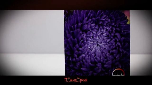 Семена Астра Синяя Миледи Синяя - Помидорчик смотреть онлайн