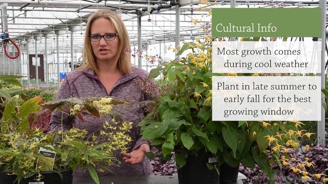 Epimedium Production Tips | Walters Gardens смотреть онлайн