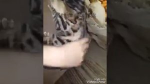 Бенгальская кошка из питомника Begim cats