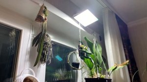 Осеннее цветение венериных башмачков (Paphiopedilum fairrieanum и Paphiopedilum gratrixianum)