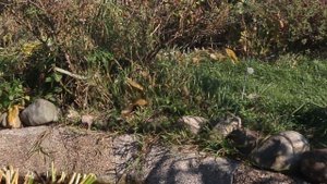 Жабы лезут в пруд на зимовку. Оградите свой пруд сеткой от кротов..mp4