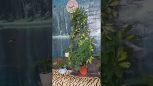 Шефлера красавица , уход ,  полив