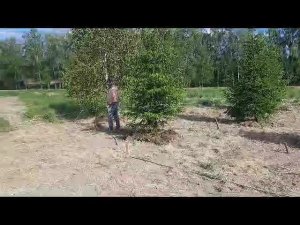 Посадка и пересадка деревьев, закладка парка в Новой Москве