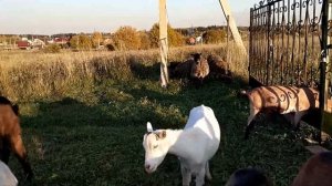 У коз кровяные выделения после покрытия