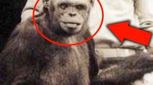 Ученые скрестили человека и обезьяну  Что получилось в итоге