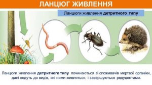 Екосистема.  Ланцюги живлення.  Правило екологічної піраміди