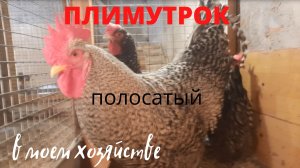 Куры породы плимутрок полосатый на моей мини ферме, а также бройлеры. Обзор.