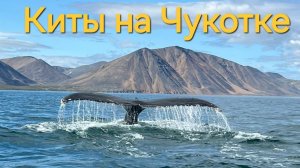 Экспедиция на Чукотку "Киты и моржи национального парка Берингия"