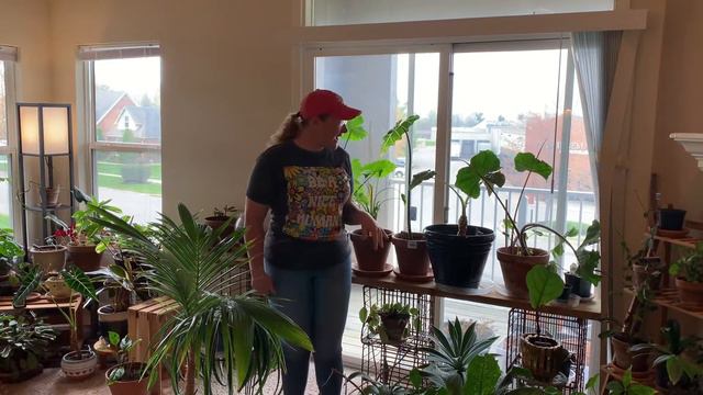 Houseplants with Sayde Lady Crazy Plant Lady Part 2