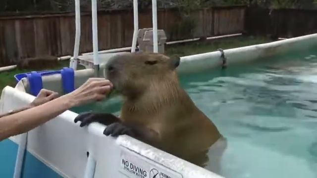 капибара купается??? смотреть онлайн