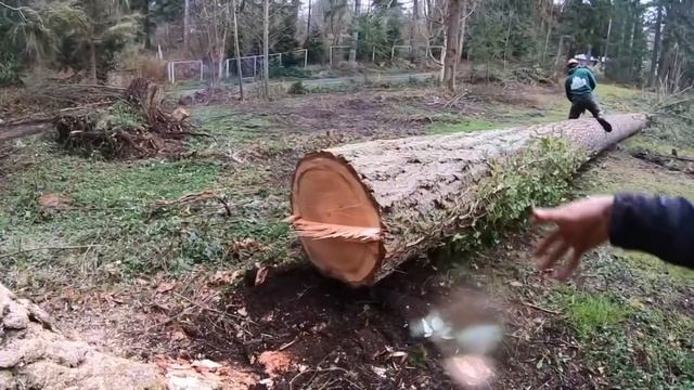 Деревья - всё что нужно знать о деревьях смотреть онлайн
