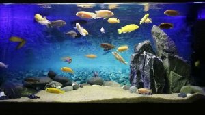 Цихлидник 240 литров