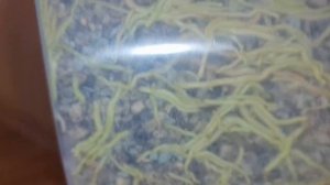 Антуриум Юта покрывало 20см, и буйный рост корней!