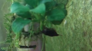 Креветки неокаридины разных цветов и рак