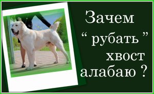 Какой должен быть у Алабая хвост?
