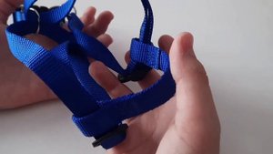 амуниция для собаки/ амуниция моей собаки/ Какая амуниция есть для собаки vlog linas