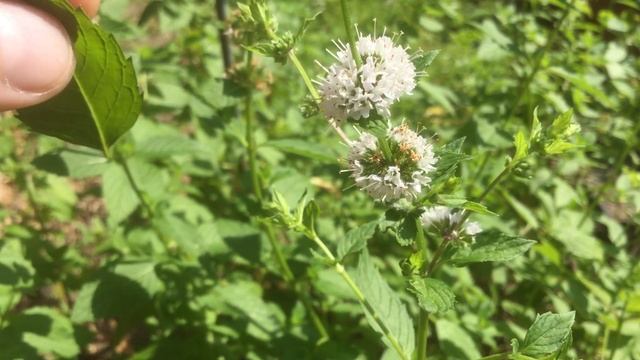 Spearmint vs Peppermint ? What is the Difference? смотреть онлайн