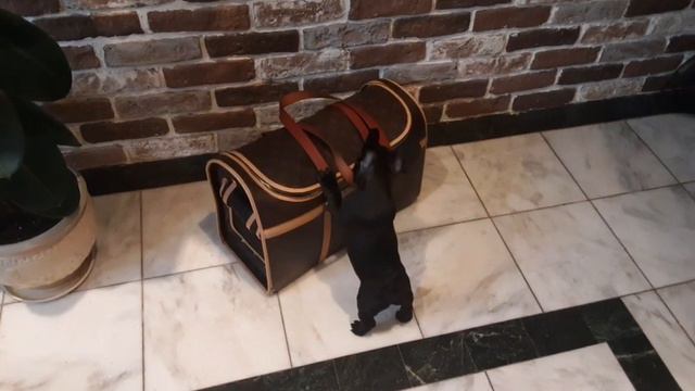 Обновка (саквояж-переноска) для Frenchy ...🐾🐾 смотреть онлайн