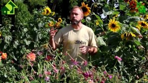 В 100 РАЗ ЛУЧШЕ НАВОЗА и никакой вонищи и глистов! Лучший способ улучшения плодородия почвы.