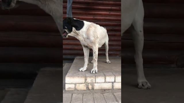 САО Алабай и Алабайские коты!)