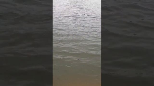 【鄧剛釣魚】探釣紅岩水庫，這就是野釣的樂趣，永遠不知道下一鉤會是什麼魚