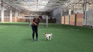 Как научить собаку командам Дрессировка собаки Танцы с собакой Терра. Часть 1. 25.09.2023 г